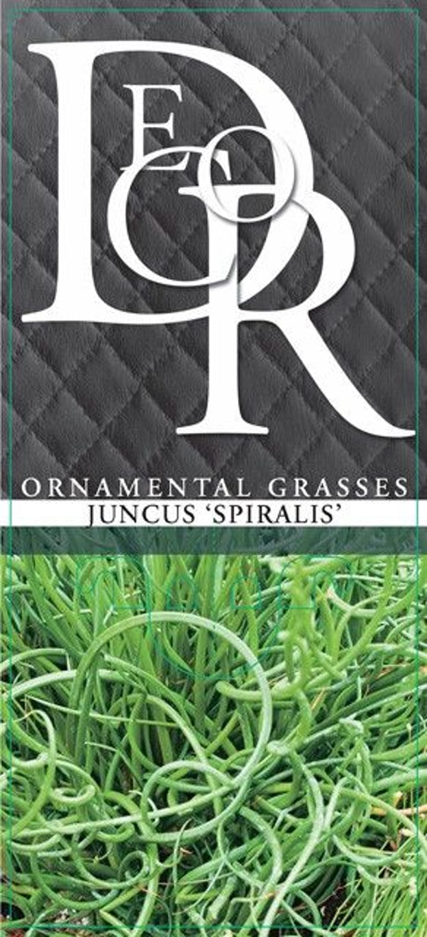 Juncus effusus 'Spiralis' - C2